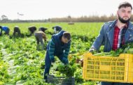 Nacrt novog zakona o „sezoncima”: U korist poslodavca - na štetu radnika